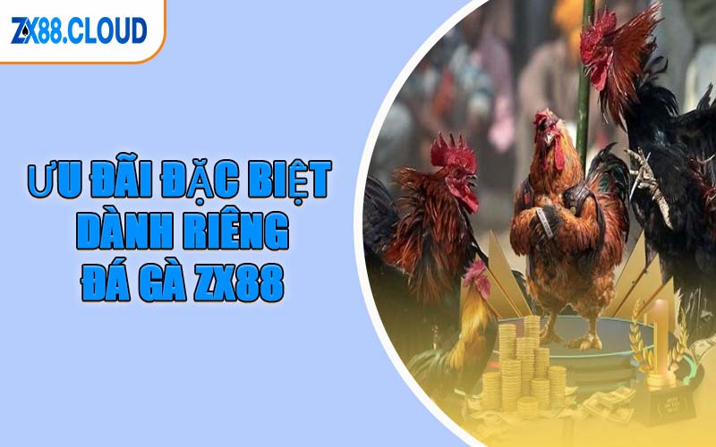 Ưu Đãi Đặc Biệt Dành Riêng Đá Gà ZX88